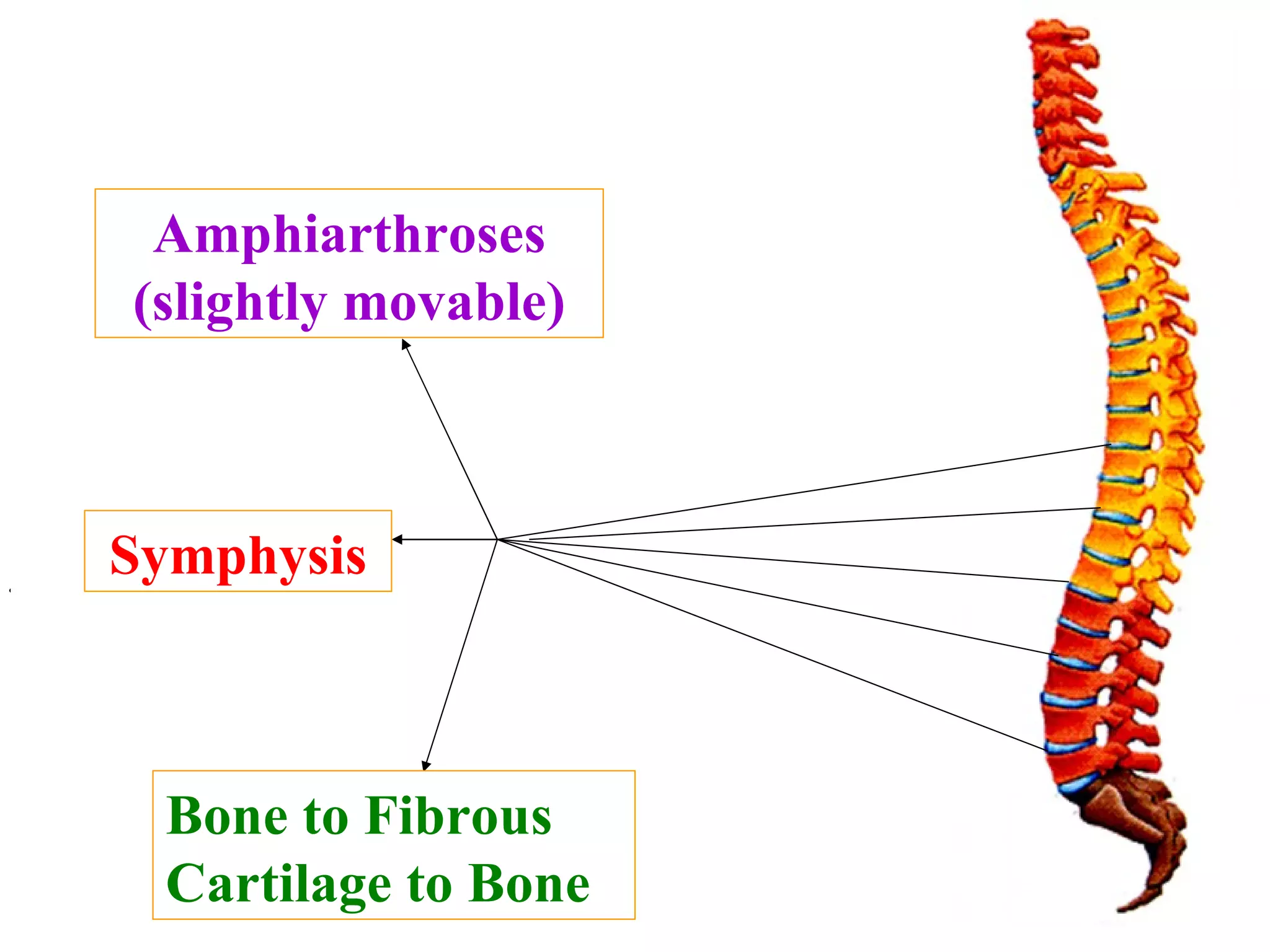Amphiarthroses (slightly movable) Bone to Fibrous Cartilage to Bone Type of joint with respect to movement Subcategory of joints including these Describe this specific joint type Symphysis 