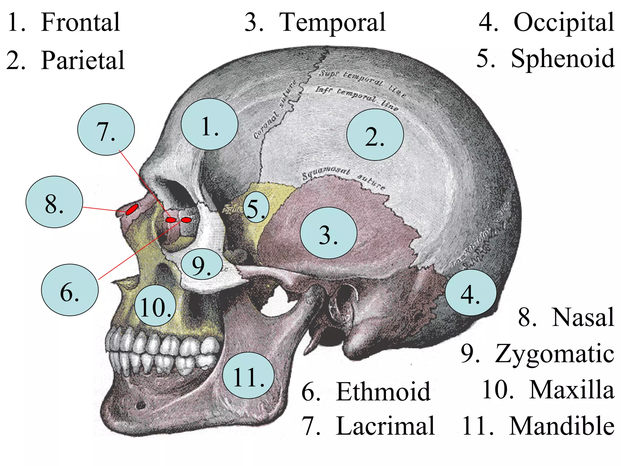 1.  Frontal 2.  Parietal 3.  Temporal 4.  Occipital 5.  Sphenoid 6.  Ethmoid 7.  Lacrimal 8.  Nasal 11.  Mandible 9.  Zygomatic 10.  Maxilla 1. 2. 5. 4. 3. 6. 8. 7. 9. 10. 11. 