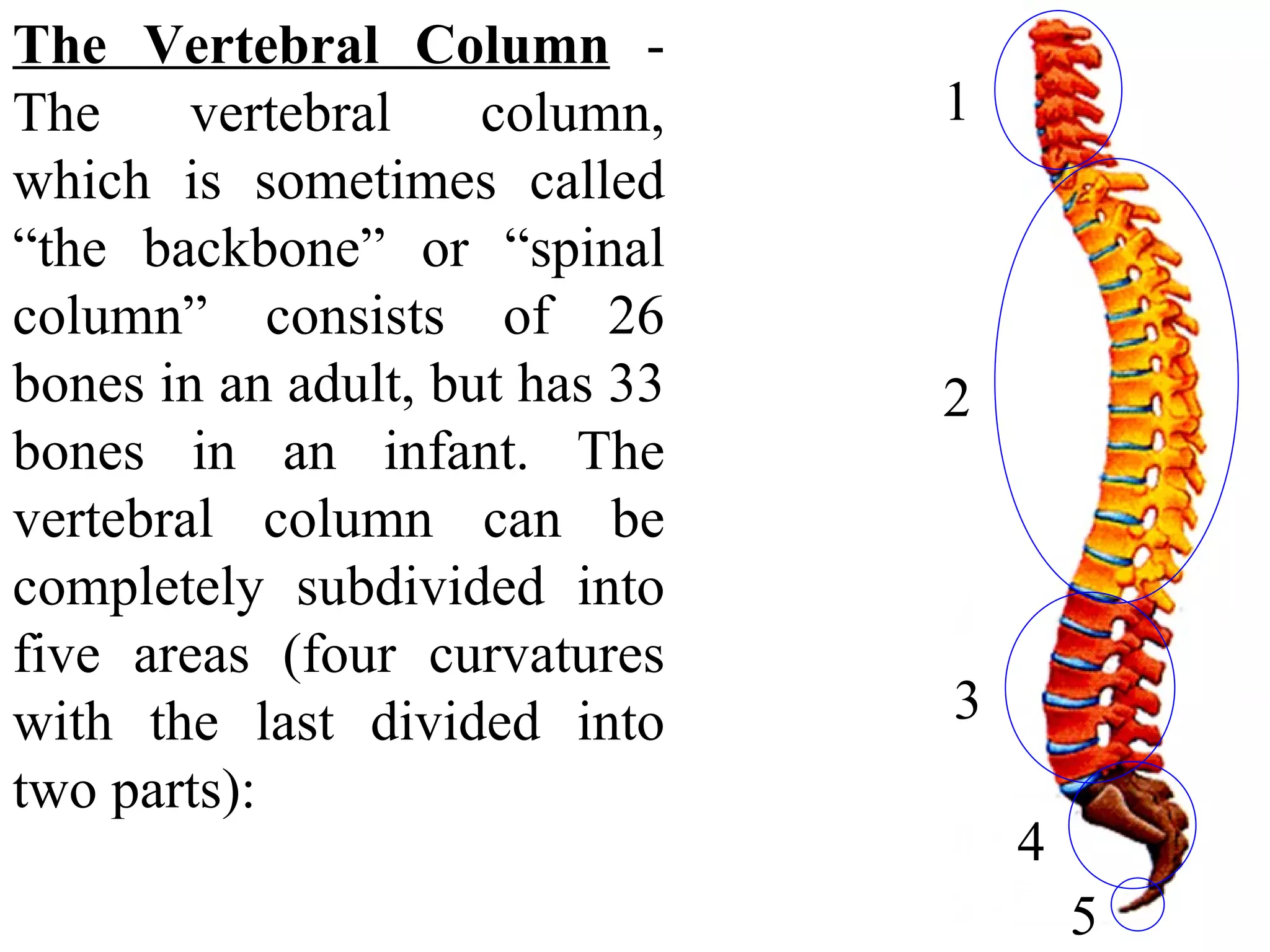 The Vertebral Column  - The vertebral column, which is sometimes called “the backbone” or “spinal column” consists of 26 bones in an adult, but has 33 bones in an infant. The vertebral column can be completely subdivided into five areas (four curvatures with the last divided into two parts): 1 2 3 4 5 