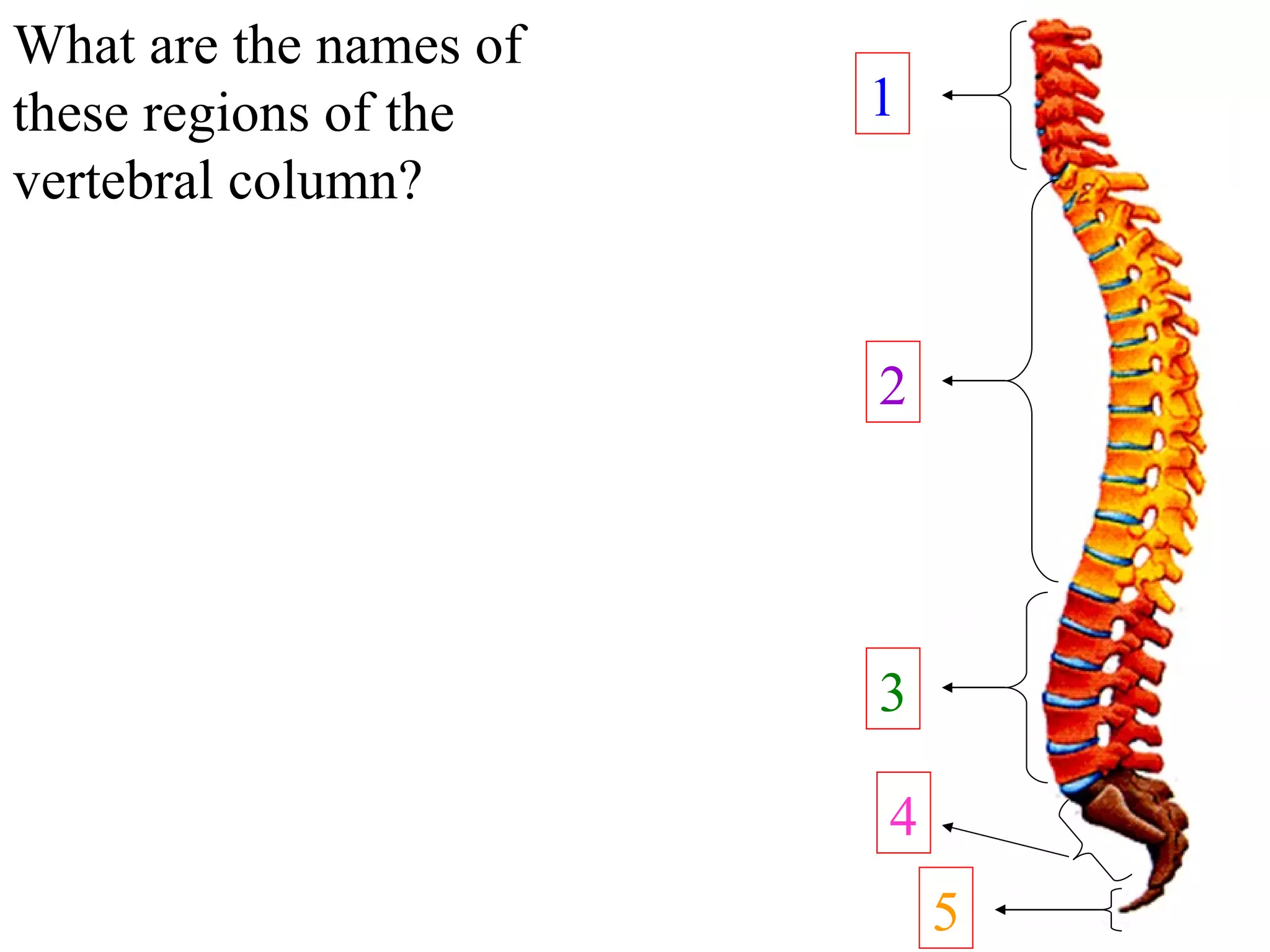 1 2 3 5 4 What are the names of these regions of the vertebral column? 