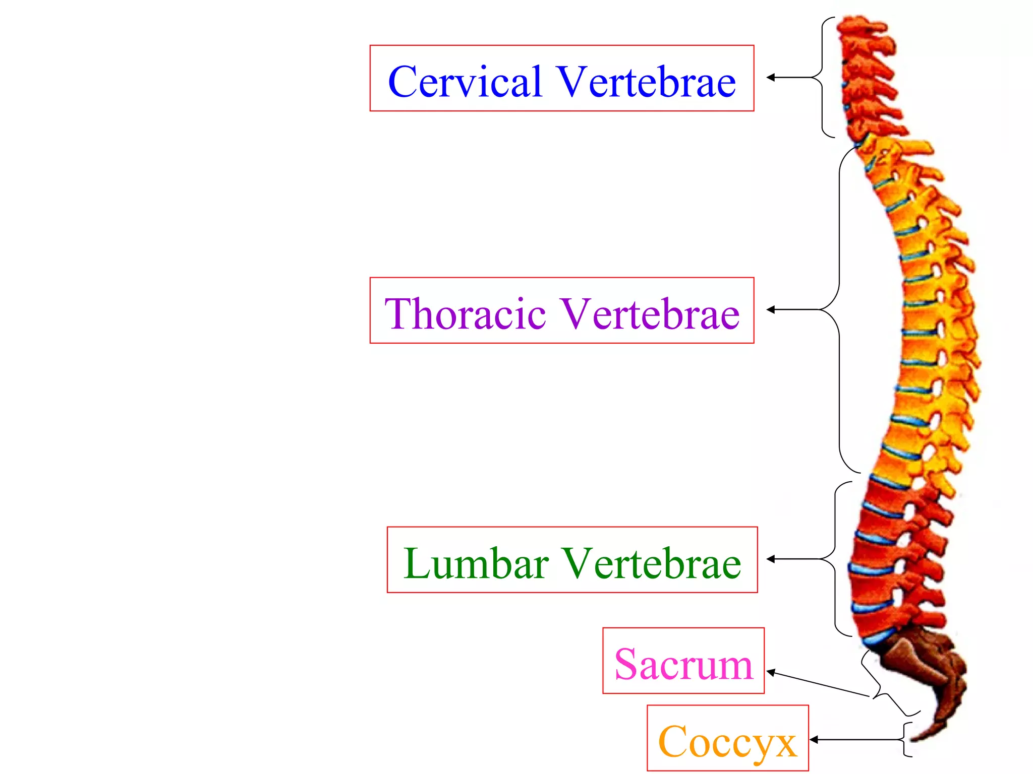 Cervical Vertebrae Thoracic Vertebrae Lumbar Vertebrae Coccyx Sacrum 