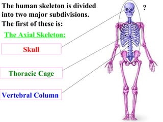 The Axial Skeleton: The human skeleton is divided into two major subdivisions.  The first of these is: Skull Thoracic Cage Vertebral Column ? Which part is this? Which part is this? Which part is this? 