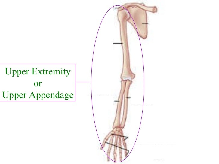 Skeleton system review