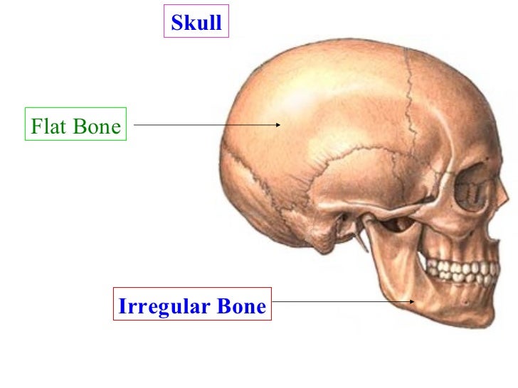 Skeleton system review
