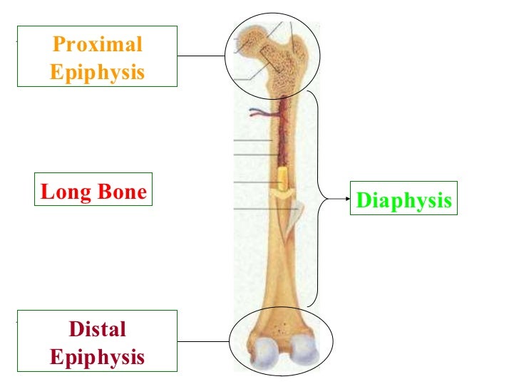 Skeleton system review