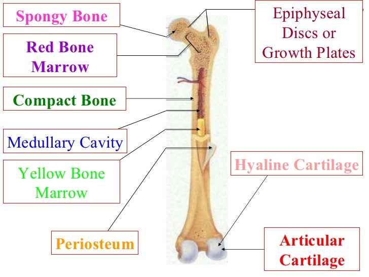 Skeleton system review