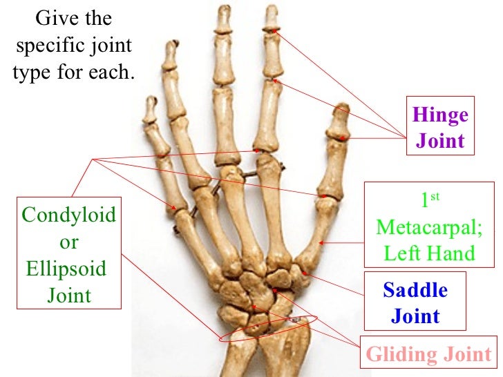 Skeleton system review