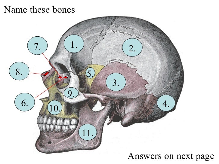 Skeleton system review