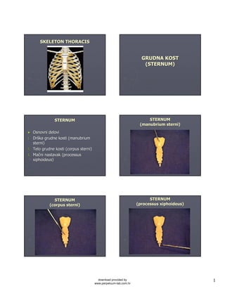 1
SKELETON THORACISSKELETON THORACIS
GRUDNA KOSTGRUDNA KOST
(STERNUM)(STERNUM)
STERNUMSTERNUM
►► OsnovniOsnovni delovidelovi
1.1. DrDršška grudne kosti (manubriumka grudne kosti (manubrium
sterni)sterni)
2.2. Telo grudne kosti (corpus sterni)Telo grudne kosti (corpus sterni)
3.3. MaMaččni nastavak (processusni nastavak (processus
xiphoideus)xiphoideus)
STERNUMSTERNUM
((manubriummanubrium sternisterni))
STERNUMSTERNUM
(corpus(corpus sternisterni))
STERNUMSTERNUM
((processusprocessus xiphoideusxiphoideus))
download provided by
www.perpetuum-lab.com.hr
 