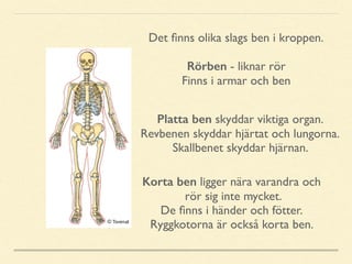 Det ﬁnns olika slags ben i kroppen.
Rörben - liknar rör
Finns i armar och ben
Korta ben ligger nära varandra och
rör sig inte mycket.
De ﬁnns i händer och fötter.
Ryggkotorna är också korta ben.
Platta ben skyddar viktiga organ.
Revbenen skyddar hjärtat och lungorna.
Skallbenet skyddar hjärnan.
 