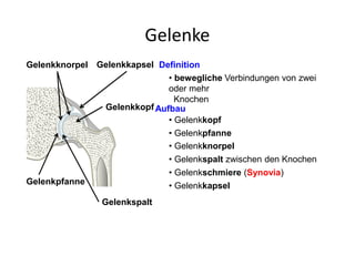 Gelenke
Definition
Aufbau
• bewegliche Verbindungen von zwei
oder mehr
Knochen
• Gelenkspalt zwischen den Knochen
• Gelenkkopf
• Gelenkpfanne
• Gelenkschmiere (Synovia)
• Gelenkkapsel
• Gelenkknorpel
Gelenkkopf
Gelenkknorpel Gelenkkapsel
Gelenkpfanne
Gelenkspalt
 