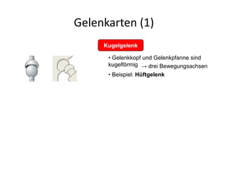 Gelenkarten (1)
Kugelgelenk
• Gelenkkopf und Gelenkpfanne sind
kugelförmig
• Beispiel: Hüftgelenk
→ drei Bewegungsachsen
 