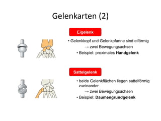 Gelenkarten (2)
Sattelgelenk
Eigelenk
• Gelenkkopf und Gelenkpfanne sind eiförmig
→ zwei Bewegungsachsen
• Beispiel: proximales Handgelenk
• beide Gelenkflächen liegen sattelförmig
zueinander
→ zwei Bewegungsachsen
• Beispiel: Daumengrundgelenk
 