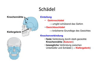 Schädel
Einteilung
• Gehirnschädel
→ umgibt schützend das Gehirn
• Gesichtsschädel
→ knöcherne Grundlage des Gesichtes
Knochenverbindung
• feste Verbindung durch stark gezackte
Knochennähte (Suturen)
• bewegliche Verbindung zwischen
Unterkiefer und Schädel (→ Kiefergelenk)
Knochennähte
Kiefergelenk
 