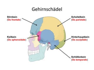 Gehirnschädel
Stirnbein
(Os frontale)
Scheitelbein
(Os parietale)
Hinterhauptbein
(Os occipitale)
Keilbein
(Os sphenoidale)
Schläfenbein
(Os temporale)
 