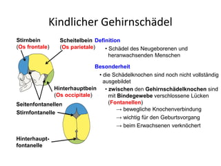 Kindlicher Gehirnschädel
Stirnbein
(Os frontale)
Scheitelbein
(Os parietale)
Stirnfontanelle
Seitenfontanellen
Definition
Besonderheit
• Schädel des Neugeborenen und
heranwachsenden Menschen
• die Schädelknochen sind noch nicht vollständig
ausgebildet
• zwischen den Gehirnschädelknochen sind
mit Bindegewebe verschlossene Lücken
(Fontanellen)
→ bewegliche Knochenverbindung
→ wichtig für den Geburtsvorgang
Hinterhauptbein
(Os occipitale)
Hinterhaupt-
fontanelle
→ beim Erwachsenen verknöchert
 