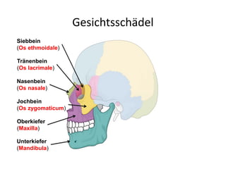 Gesichtsschädel
Nasenbein
(Os nasale)
Jochbein
(Os zygomaticum)
Oberkiefer
(Maxilla)
Unterkiefer
(Mandibula)
Tränenbein
(Os lacrimale)
Siebbein
(Os ethmoidale)
 