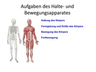 Aufgaben des Halte- und
Bewegungsapparates
Haltung des Körpers
Fortbewegung
Formgebung und Größe des Körpers
Bewegung des Körpers
 