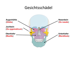 Gesichtsschädel
Nasenbein
(Os nasale)
Jochbein
(Os zygomaticum)
Oberkiefer
(Maxilla)
Unterkiefer
(Mandibula)
Augenhöhle
(Orbita)
 