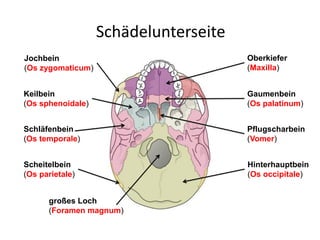 Schädelunterseite
Scheitelbein
(Os parietale)
Hinterhauptbein
(Os occipitale)
Keilbein
(Os sphenoidale)
Schläfenbein
(Os temporale)
Jochbein
(Os zygomaticum)
Oberkiefer
(Maxilla)
Gaumenbein
(Os palatinum)
Pflugscharbein
(Vomer)
großes Loch
(Foramen magnum)
 
