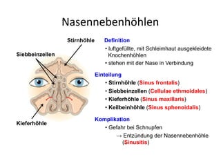 Nasennebenhöhlen
• luftgefüllte, mit Schleimhaut ausgekleidete
Knochenhöhlen
• stehen mit der Nase in Verbindung
• Gefahr bei Schnupfen
→ Entzündung der Nasennebenhöhle
(Sinusitis)
Stirnhöhle
Kieferhöhle
Siebbeinzellen
Definition
Komplikation
Einteilung
• Stirnhöhle (Sinus frontalis)
• Siebbeinzellen (Cellulae ethmoidales)
• Kieferhöhle (Sinus maxillaris)
• Keilbeinhöhle (Sinus sphenoidalis)
 