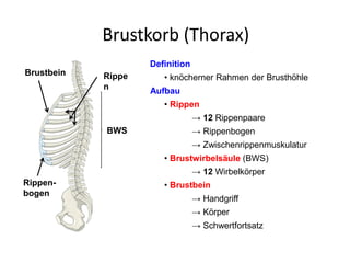 Brustkorb (Thorax)
Definition
• knöcherner Rahmen der Brusthöhle
Aufbau
• Rippen
→ 12 Rippenpaare
• Brustwirbelsäule (BWS)
→ 12 Wirbelkörper
• Brustbein
Rippe
n
BWS
Rippen-
bogen
Brustbein
→ Handgriff
→ Körper
→ Schwertfortsatz
→ Rippenbogen
→ Zwischenrippenmuskulatur
 