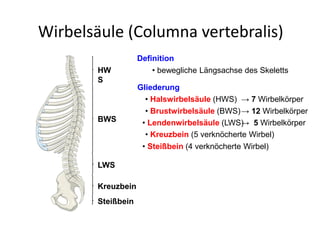 Wirbelsäule (Columna vertebralis)
Definition
• bewegliche Längsachse des Skeletts
Gliederung
• Halswirbelsäule (HWS) → 7 Wirbelkörper
• Brustwirbelsäule (BWS)→ 12 Wirbelkörper
• Lendenwirbelsäule (LWS)→ 5 Wirbelkörper
• Kreuzbein (5 verknöcherte Wirbel)
• Steißbein (4 verknöcherte Wirbel)
HW
S
BWS
LWS
Kreuzbein
Steißbein
 