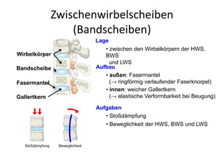 Zwischenwirbelscheiben
(Bandscheiben)
Lage
• zwischen den Wirbelkörpern der HWS,
BWS
und LWS
Aufgaben
• Stoßdämpfung
• Beweglichkeit der HWS, BWS und LWS
Aufbau
• innen: weicher Gallertkern
(→ elastische Verformbarkeit bei Beugung)
• außen: Fasermantel
(→ ringförmig verlaufender Faserknorpel)
Wirbelkörper
Bandscheibe
Gallertkern
Fasermantel
Stoßdämpfung Beweglichkeit
 