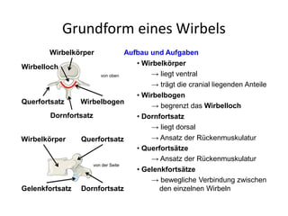 Grundform eines Wirbels
Aufbau und Aufgaben
• Wirbelkörper
→ trägt die cranial liegenden Anteile
• Wirbelbogen
→ begrenzt das Wirbelloch
• Dornfortsatz
• Querfortsätze
→ liegt ventral
→ liegt dorsal
→ Ansatz der Rückenmuskulatur
→ Ansatz der Rückenmuskulatur
• Gelenkfortsätze
→ bewegliche Verbindung zwischen
den einzelnen Wirbeln
Wirbelkörper
Wirbelbogen
Wirbelloch
Querfortsatz
Dornfortsatz
Wirbelkörper
Gelenkfortsatz Dornfortsatz
Querfortsatz
von oben
von der Seite
 