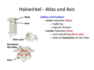 Halswirbel - Atlas und Axis
Aufbau und Funktion
• erster Halswirbel (Atlas)
→ ringförmig
→ trägt den Schädel
• zweiter Halswirbel (Axis)
→ bildet die Drehachse mit dem Atlas
→ vorne zahnförmig (Dens axis)
Atlas
Axis
C3
C4
C5
C6
C7
Dens axis
Querband
des Atlas
Axis
 