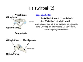 Halswirbel (2)
• seitlich der Wirbelkörper befindet sich jeweils
eine Öffnung für eine Arterie (A. vertebralis)
• die Wirbelkörper sind relativ klein
→ Versorgung des Gehirns
• das Wirbelloch ist relativ groß
Wirbelkörper
Dornfortsatz
Wirbelloch
von oben
Gelenkfläche
Wirbelkörper Dornfortsatz
Gelenkfortsatz
von der Seite
Besonderheiten
 