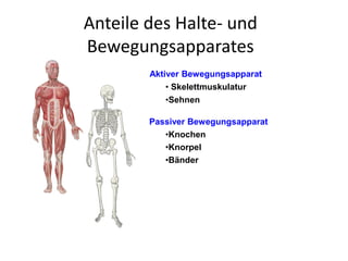 Anteile des Halte- und
Bewegungsapparates
Passiver Bewegungsapparat
Aktiver Bewegungsapparat
• Skelettmuskulatur
•Sehnen
•Knochen
•Knorpel
•Bänder
 