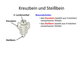 Kreuzbein und Steißbein
• das Kreuzbein besteht aus 5 knöchern
verwachsenen Wirbeln
• das Steißbein besteht aus 4 knöchern
verwachsenen Wirbeln
Kreuzbein
Steißbein
5. Lendenwirbel Besonderheiten
 