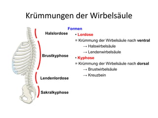 Krümmungen der Wirbelsäule
Formen
• Lordose
= Krümmung der Wirbelsäule nach ventral
→ Halswirbelsäule
→ Lendenwirbelsäule
• Kyphose
= Krümmung der Wirbelsäule nach dorsal
→ Brustwirbelsäule
→ Kreuzbein
Halslordose
Brustkyphose
Lendenlordose
Sakralkyphose
 