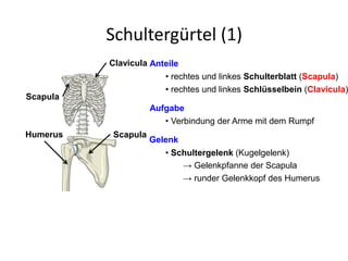 Schultergürtel (1)
Anteile
• rechtes und linkes Schulterblatt (Scapula)
Aufgabe
• rechtes und linkes Schlüsselbein (Clavicula)
• Verbindung der Arme mit dem Rumpf
• Schultergelenk (Kugelgelenk)
→ Gelenkpfanne der Scapula
→ runder Gelenkkopf des Humerus
Gelenk
Scapula
Clavicula
Humerus Scapula
 