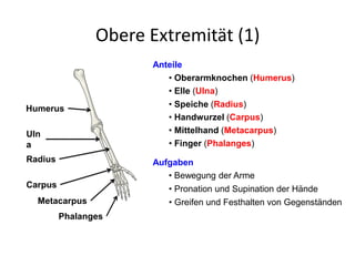 Obere Extremität (1)
Anteile
• Oberarmknochen (Humerus)
• Elle (Ulna)
• Speiche (Radius)
Aufgaben
• Bewegung der Arme
• Greifen und Festhalten von Gegenständen
• Handwurzel (Carpus)
• Mittelhand (Metacarpus)
• Finger (Phalanges)
• Pronation und Supination der Hände
Humerus
Radius
Uln
a
Carpus
Metacarpus
Phalanges
 