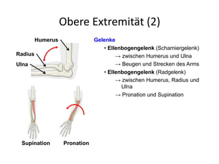 Obere Extremität (2)
• Ellenbogengelenk (Scharniergelenk)
→ zwischen Humerus und Ulna
Gelenke
• Ellenbogengelenk (Radgelenk)
→ zwischen Humerus, Radius und
Ulna
→ Beugen und Strecken des Arms
→ Pronation und Supination
Supination Pronation
Humerus
Radius
Ulna
 