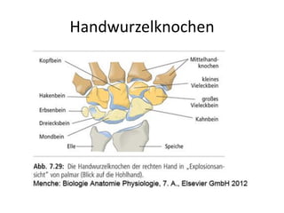 Handwurzelknochen
 