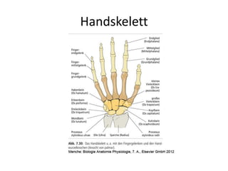 Handskelett
 