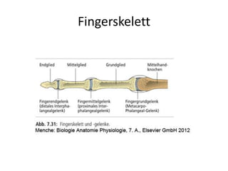 Fingerskelett
 