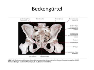 Beckengürtel
 