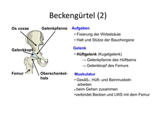 Beckengürtel (2)
Aufgaben
• Fixierung der Wirbelsäule
• Halt und Stütze der Bauchorgane
Gelenk
• Hüftgelenk (Kugelgelenk)
→ Gelenkpfanne des Hüftbeins
→ Gelenkkopf des Femurs
Muskulatur
• Gesäß-, Hüft- und Beinmuskeln
arbeiten
beim Gehen zusammen•
•verbindet Becken und LWS mit dem Femur
Femur
Os coxae
Oberschenkel-
hals
Gelenkkopf
Gelenkpfanne
 