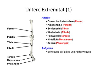 Untere Extremität (1)
Anteile
• Oberschenkelknochen (Femur)
Aufgaben
• Kniescheibe (Patella)
• Schienbein (Tibia)
• Wadenbein (Fibula)
• Fußwurzel (Tarsus)
• Mittelfuß (Metatarsus)
• Zehen (Phalanges)
• Bewegung der Beine und Fortbewegung
Femur
Patella
Tibia
Fibula
Tarsus
Metatarsus
Phalanges
 