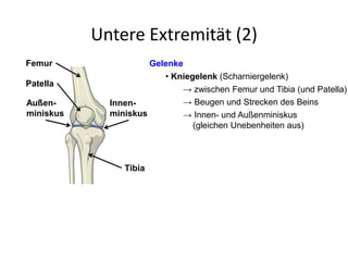 Untere Extremität (2)
Gelenke
• Kniegelenk (Scharniergelenk)
→ zwischen Femur und Tibia (und Patella)
→ Beugen und Strecken des Beins
→ Innen- und Außenminiskus
(gleichen Unebenheiten aus)
Femur
Patella
Außen-
miniskus
Tibia
Innen-
miniskus
 