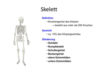 Skelett
Definition
Gliederung
• Knochengerüst des Körpers
→ besteht aus mehr als 200 Knochen
Gewicht
• ca. 15% des Körpergewichtes
• Schädel
• Rumpfskelett
• Schultergürtel
• Beckengürtel
• obere Extremitäten
• untere Extremitäten
 