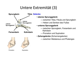 Untere Extremität (3)
Gelenke
• oberes Sprunggelenk
→ zwischen Tibia, Fibula und Sprungbein
• unteres Sprunggelenk
→ zwischen Sprungbein, Fersenbein und
Kahnbein
→ Heben und Senken des Fußes
→ Pronation und Supination
• Zehengelenke (Scharniergelenke)
→ zwischen Metatarsus und Phalanges
TibiaSprungbein
Fersenbein
oberes
Sprunggelenk
unteres
Sprunggelenk
Kahnbein
Pronation Supination
 