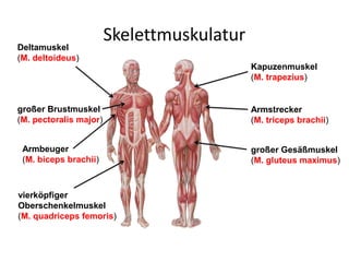 Skelettmuskulatur
Deltamuskel
(M. deltoideus)
Armbeuger
(M. biceps brachii)
Kapuzenmuskel
(M. trapezius)
großer Gesäßmuskel
(M. gluteus maximus)
großer Brustmuskel
(M. pectoralis major)
vierköpfiger
Oberschenkelmuskel
(M. quadriceps femoris)
Armstrecker
(M. triceps brachii)
 