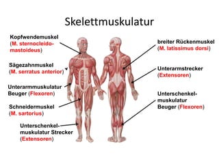 Skelettmuskulatur
Kopfwendemuskel
(M. sternocleido-
mastoideus)
Unterarmmuskulatur
Beuger (Flexoren)
breiter Rückenmuskel
(M. latissimus dorsi)
Unterschenkel-
muskulatur
Beuger (Flexoren)
Sägezahnmuskel
(M. serratus anterior)
Unterschenkel-
muskulatur Strecker
(Extensoren)
Unterarmstrecker
(Extensoren)
Schneidermuskel
(M. sartorius)
 