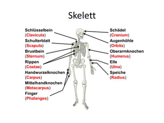 Skelett
Schädel
(Cranium)
Schlüsselbein
(Clavicula)
Schulterblatt
(Scapula)
Brustbein
(Sternum)
Oberarmknochen
(Humerus)
Elle
(Ulna)
Speiche
(Radius)
Augenhöhle
(Orbita)
Rippen
(Costae)
Handwurzelknochen
(Carpus)
Mittelhandknochen
(Metacarpus)
Finger
(Phalanges)
 