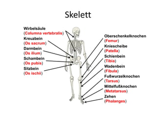 Skelett
Oberschenkelknochen
(Femur)
Wirbelsäule
(Columna vertebralis)
Darmbein
(Os ilium)
Wadenbein
(Fibula)
Fußwurzelknochen
(Tarsus)
Mittelfußknochen
(Metatarsus)
Schienbein
(Tibia)
Kreuzbein
(Os sacrum)
Schambein
(Os pubis)
Sitzbein
(Os ischii)
Zehen
(Phalanges)
Kniescheibe
(Patella)
 